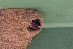 Cliff Swallow