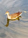 Common Gallinule