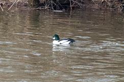 Common Goldeneye