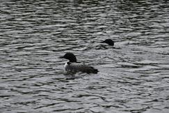 Common Loon