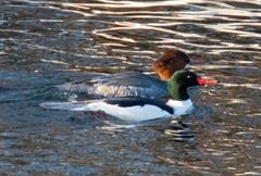 Common Merganser