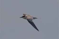 Common Tern