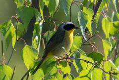 Common Yellowthroat