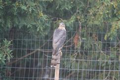 Coopers Hawk