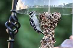 Downy Woodpecker