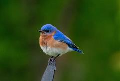 Eastern Bluebird