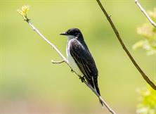 Eastern Kingbird