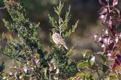 Eastern Meadowlark