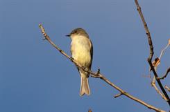 Eastern Phoebe