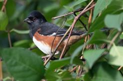 Eastern Towhee