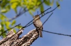 Eastern Wood Pewee