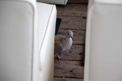 Eurasian Collared-Dove