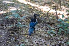 Eurasian Magpie