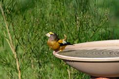 Evening Grosbeak