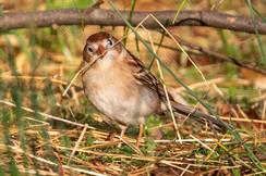 Field Sparrow