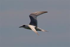 Forsters Tern