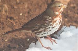 Fox Sparrow