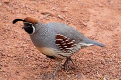 Gambels Quail