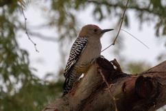 Gila Woodpecker