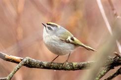 Golden Crowned Kinglet