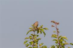 Grasshopper Sparrow