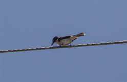 Gray Kingbird