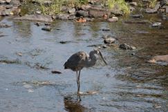 Great Blue Heron