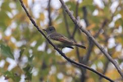 Great Crested Flycatcher