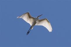 Great Egret