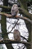 Great Horned Owl