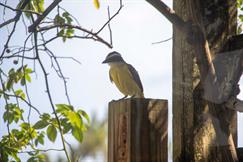 Great Kiskadee