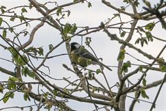 Great Tit