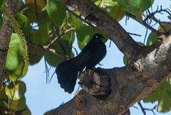 Greater Antilles Grackle