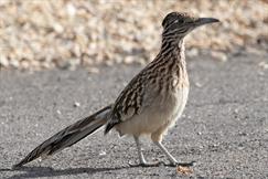 Greater Roadrunner