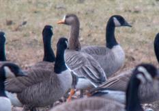 Greater White Fronted Goose