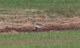 Greater Yellowlegs