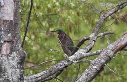 Green Heron