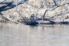 Green Winged Teal