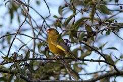 Greenfinch