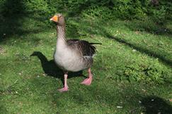 Greylag Goose