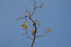 Hairy Woodpecker