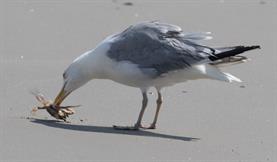 Herring Gull