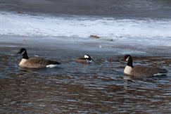 Hooded Merganser