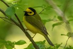 Hooded Warbler