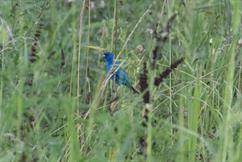 Indigo Bunting