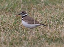 Killdeer