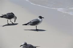 Laughing Gull