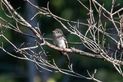 Least Flycatcher