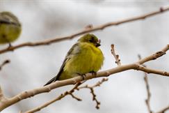 Lesser Goldfinch