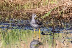 Lesser Yellowlegs